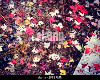 Fallen Canadian Maple leaves resting on top of the cold water. Stock Photo