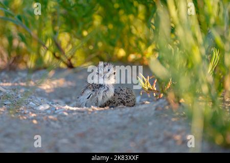 Kentish Plover (Charadrius Alexandrinus) chick just born on its nest. Baie du mont Saint Michel, Manche, Normandie, France. Stock Photo