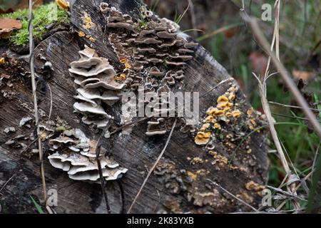 Burnt smoke porling at the cut of an old tree trunk in the forest Stock Photo