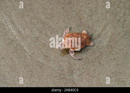 Baby sea turtle on sand. Horizontal animal poster, greeting cards, headers, website Stock Photo