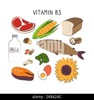 Vitamin B5 Pantothenic acid. Groups of healthy products containing vitamins. Set of fruits, vegetables, meats, fish and dairy. Stock Vector