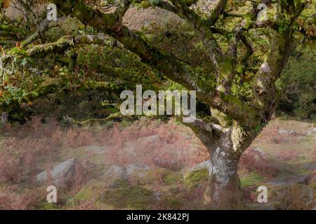 Wistman's Wood, a high-altitude oakwood (Quercus robur), near Two Bridges, Dartmoor National Park, Devon, England, UK Stock Photo