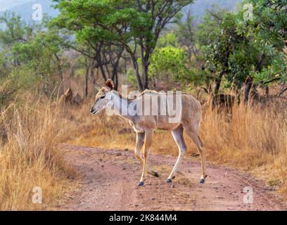 Nyala in Welgevonden Game Reserve, Limpopo, South Africa Stock Photo