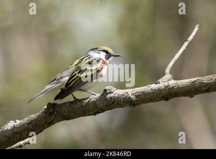 Closeup of a colorful male Chestnut-sided Warbler perching on a branch i Ontario, Canada during spring migration.Scientific name Dendroica pensylvica Stock Photo