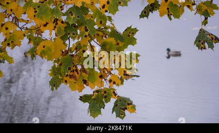 The Sycamore Tarspot (Latin name: Rhytisma acerinum) on maple leaves - a sample of the plant pathogen that commonly affects sycamores and maples in la Stock Photo