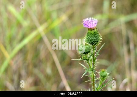 Milk thistle flower in the field, copy space Stock Photo