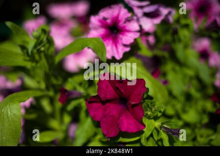 Purple flowers. Violets in garden. Flowers in dormouse light. Details of nature. Stock Photo