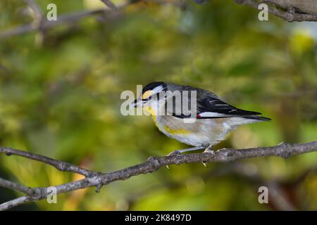 An Australian adult male Striated Pardalote -Pardalotus striatus- bird perched in thick bush with a meal in its beak in soft early morning light Stock Photo