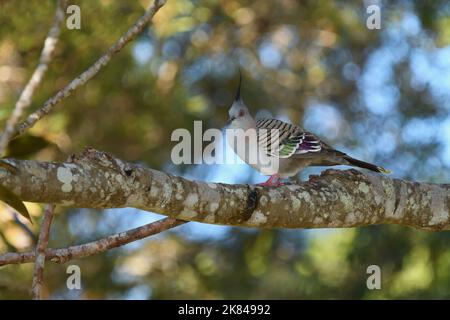 An adult Crested Pigeon -Ocyphaps lophotes- bird perched on a tree branch in colourful soft early morning light blending in well to its surroundings Stock Photo