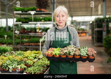 Smiling aged saleswoman carrying tray with colorful potted fittonia Stock Photo