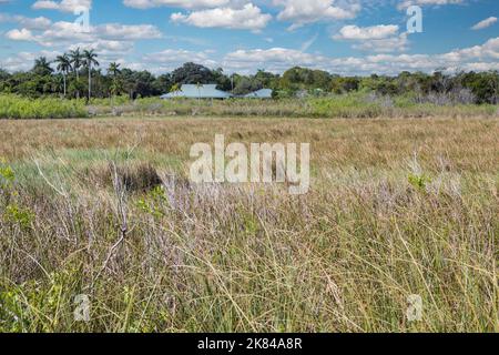 Everglades National Park, Florida.  Taylor Slough in foreground, a Seagrass Prairie with Royal Palm Hammock  and Anhinga Trail Visitor Center in backg Stock Photo