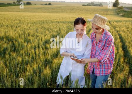 Young female lab technician in white coat and female farmer checking harvest progress on tablet in green wheat field. A new crop of wheat is growing. Agriculture and farm concept. Stock Photo