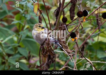 An American Goldfinch, Spinus tristis, perched on and feeding on yellow thin leaf coneflower plants in a garden in autumn Stock Photo