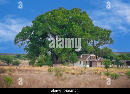 Fremont Cottonwood Tree, 47 years old.  Arizona.  Populus fremontii Stock Photo