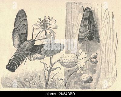 Hummingbird hawk-moth, Macroglossum stellatarum 1, broad-bordered bee  hawk-moth, Hemaris fuciformis 2, and hornet moth or hornet clearwing, Sesia  apiformis 3, with pupa and larva. Handcoloured lithograph from Carl  Hoffmann's Book of the