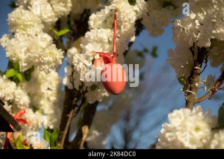 Easter eggs hang from tree. Decoration of holiday. Red eggs on ribbons. Stock Photo