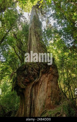 View of Alerce tree (Fitzroya cupressoides) rising to the sky in ...