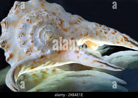 Spider conch close up on glass Stock Photo