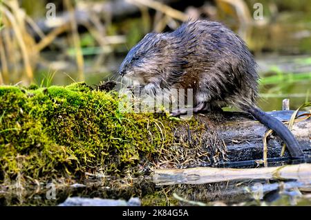 A side view of a wild Muskrat 'Ondatra zibethicus', foraging on a moss covered log in a marshy area in rural Alberta Canada. Stock Photo