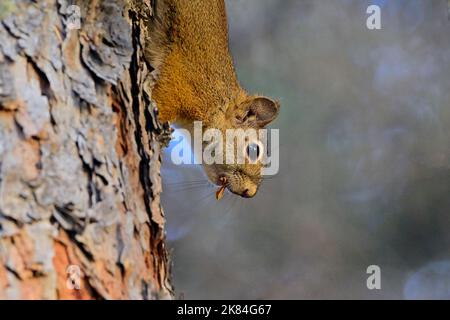 A red squirrel ' Tamiasciurus hudsonicus', climbing down a spruce tree trunk in his forest habitat in rural Alberta Canada. Stock Photo