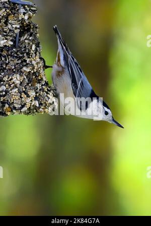 A White-Breasted Nuthatch bird "Sitta carolinensis", feeding on a hanging feeder in rural Alberta Canada. Stock Photo