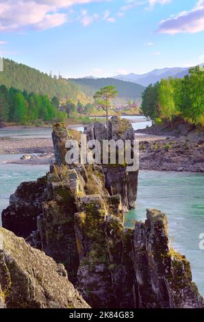 A pine tree on a rocky cliff. Dragon's Teeth rocks in the Katun riverbed. Altai Republic, Siberia, Russia, 2022 Stock Photo