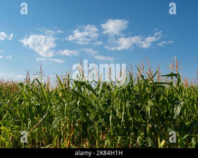 Close up of sunlit corn stalks topped with tassels in an agricultural field with blue sky and white clouds above. Image has copy space. Stock Photo
