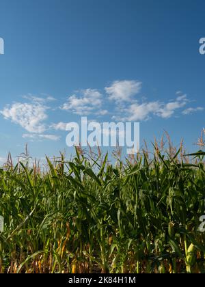 Close up of corn stalks topped with tassels in an agricultural field with blue sky and white clouds above. Image has copy space. Stock Photo