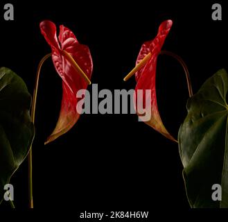 bi-colored anthurium flowers, also known as tail flower, flamingo and laceleaf, waxy red and light green color flowers isolated on black background Stock Photo