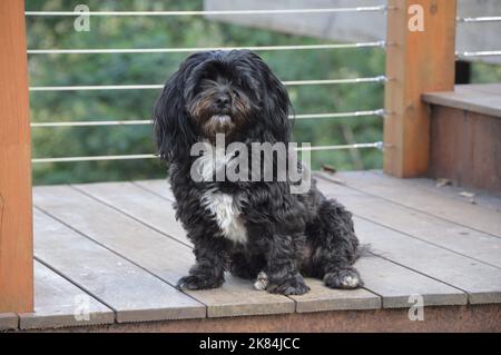 Sooty the black and white Maltese x poodle sitting up straight at home on our balcony Stock Photo
