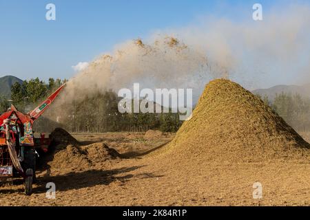 MALAKAND DIVISION , KPK, PAKISTAN, October, 07, 2022: Harvester machine is harvesting ripe rice crop in the fields. Rice straw flowing in a agricultur Stock Photo