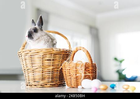 Bunny kisses, Easter wishes. a cute rabbit sitting in a basket with eggs at home. Stock Photo