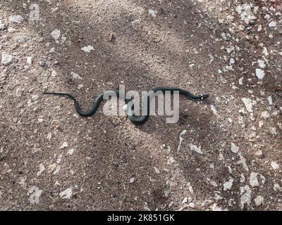 A snake crawls along the road. Black snake black spots on the head Stock Photo