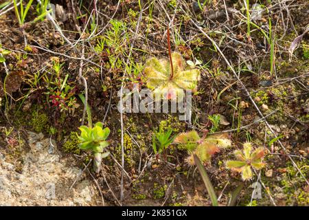 Drosera pauciflora in natural habitat, endemic plant to the Western Cape of South Africa Stock Photo