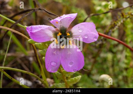 Pink flower of Drosera pauciflora, a sticky carnivorous plant from the Sundew family, taken in natural habitat, view frontal Stock Photo