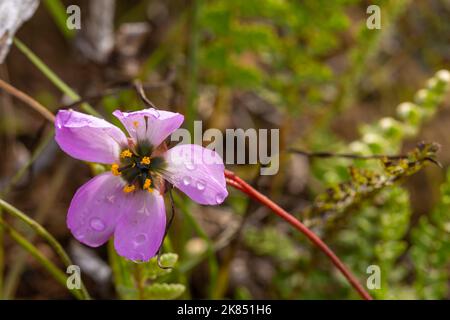 Flower of the Sundew Drosera pauciflora taken in natural habitat, copyspace, view frontal Stock Photo