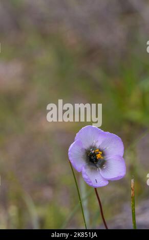 Light pink flower of the carnivorous plant Drosera pauciflora in natural habitat, view frontal, copyspace Stock Photo