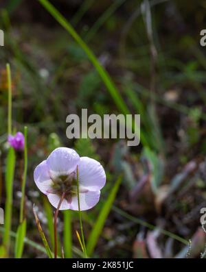 Backside of a flower of Drosera pauciflora, taken in natural environment close to Paarl in South Africa Stock Photo