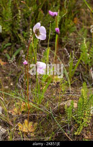 some flowers of Drosera pauciflora, a carnivouros plant, senn in natural habitat Stock Photo