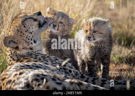 A mom grooming her little cubs, photographed on a safari in South Africa Stock Photo