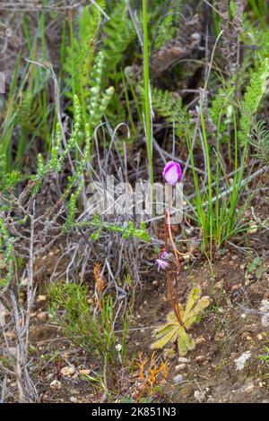 flowering Drosera pauciflora, a carnivorous plant, in natural habitat near Paarl in the Western Cape of South Africa Stock Photo