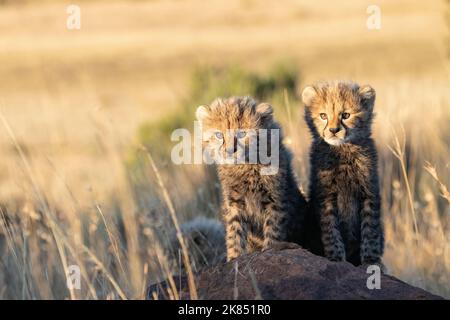 Curious Cheetah cubs, photographed on a safari in South Africa Stock Photo