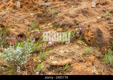 Drosera pauciflora, a carnivorous plant from the Sundew familiy, seen in natural habitat in the Western Cape of South Africa Stock Photo