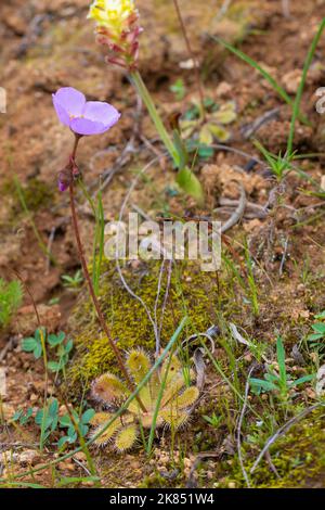 Drosera pauciflora with flower in natural habitat Stock Photo