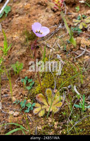 Carnivorous Plants: Drosera pauciflora with flower in natural habitet close to Paarl in the Western Cape of South Africa Stock Photo