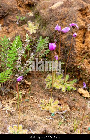 Carnivorous plant: Some flowering Drosera pauciflora seen near Paarl in the Western Cape of South Africa Stock Photo