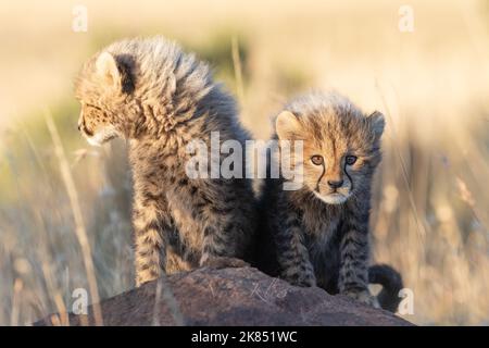 Curious Cheetah cubs sitting on a termite mount, photographed on a safari in South Africa Stock Photo