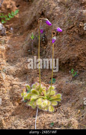 South African Wildflower: Two flowering specimens of the carnivorous plant Drosera pauciflora growing in sandy/loamy habitat Stock Photo