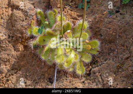 green Rosettes of Drosera pauciflora, a carnivorous plant, taken in natural habitat Stock Photo