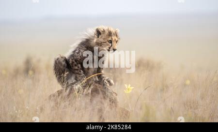 A cheetah cub sitting on a termit mount, photographed on a safari in South Africa Stock Photo